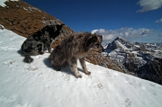 INVERNALE AL RIF. PALAZZI e IN CIMA MENNA (2300 m.) con salita dalla Val Carnera (sentiero 234) e discesa dal Chignol d’Arale il 26 febbraio 2012 - FOTOGALLERY